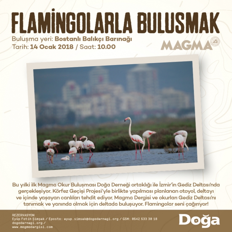 flamingolarla-bulusmak