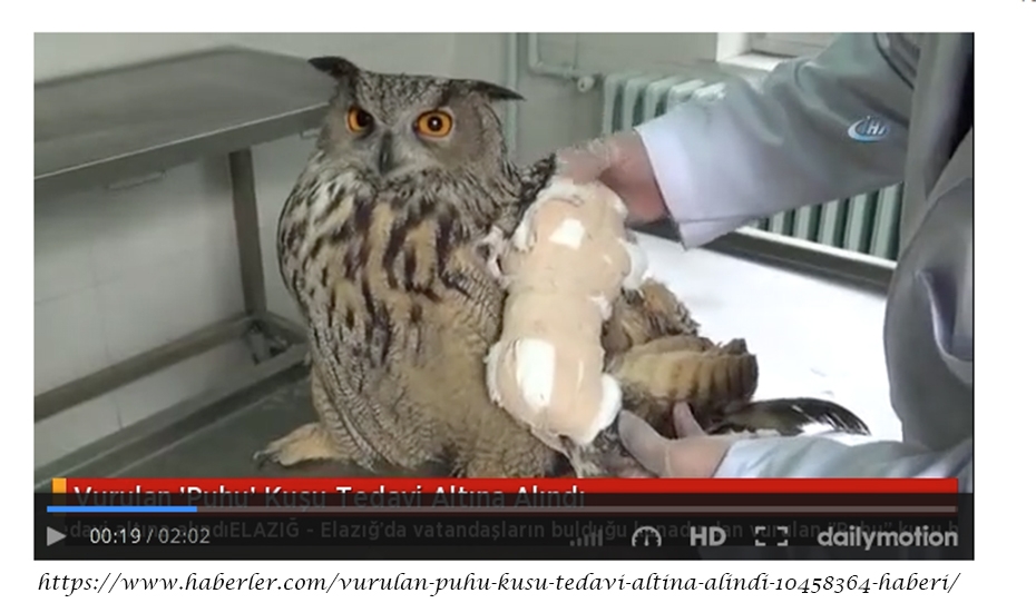 vurulan-puhu-kusu-tedavi-altina-alindi