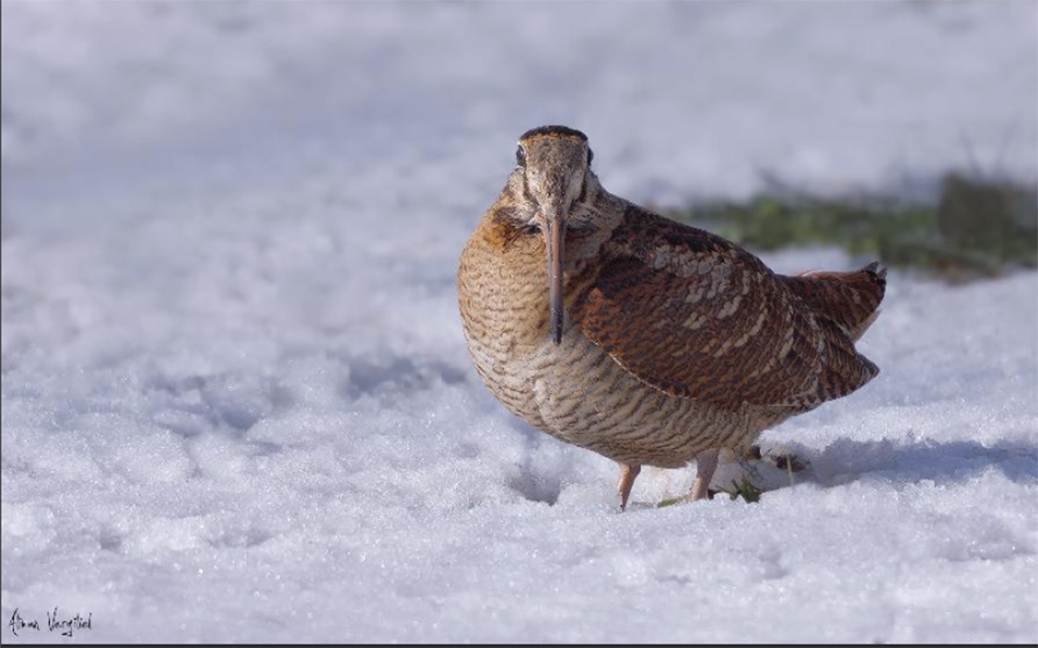 kuslarin-asiri-soguklara-uyum-stratejileri