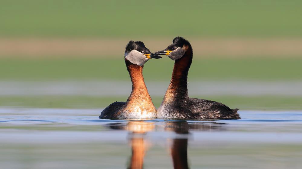 2018-kus-yili-ilan-edildi