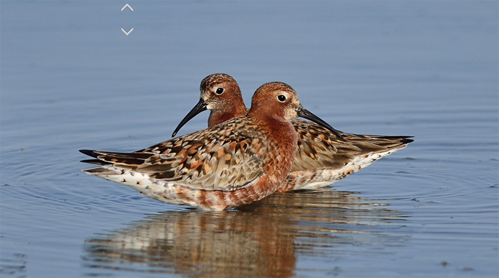kiyi-kuslarina-mujde!-cin-kiyilarda-arazi-islahindan-vazgeciyor