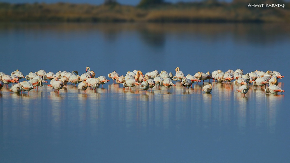 cukurova-gocmen-kuslari-agirliyor