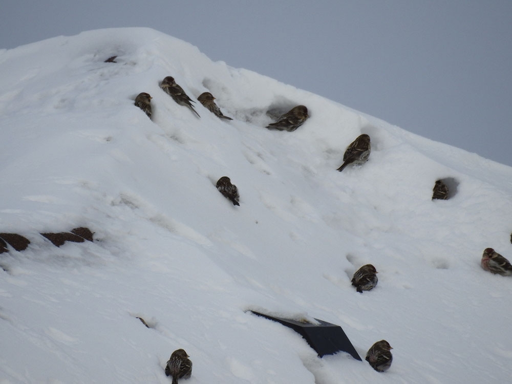 kis-ziyaretcilerinden-farkli-davranislar-hus-isketesi-delikleri