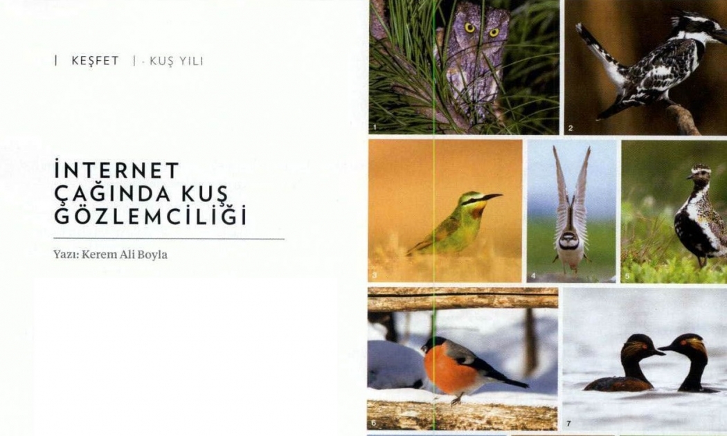 internet-caginda-kus-gozlemciligi