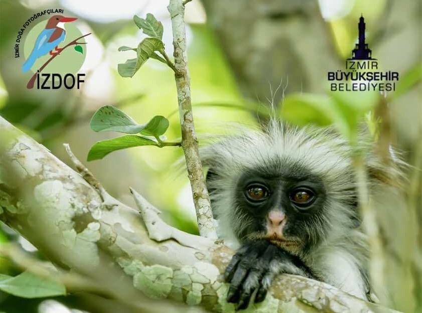 izdof-etkinligi--omer-kulacoglu