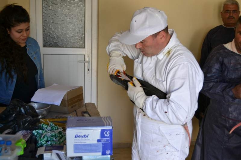 2001de-42-olan-kelaynak-sayisi-240a-ulasti