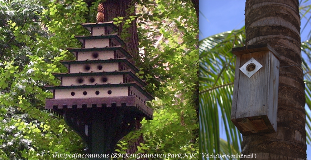 ingiltere\de-kuslar-da-sevgililer-gunu-icin-heyecanli