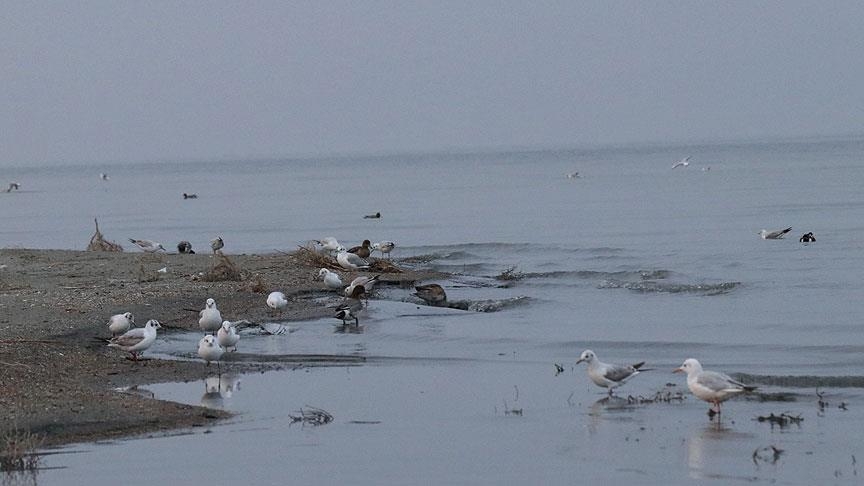 goller-yoresi-sayimlari