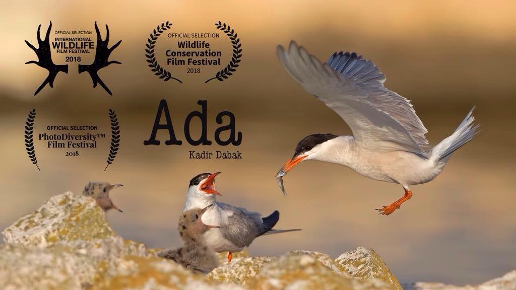 kadir-dabak\in-`ada`si-uluslararasi-film-festivallerinde