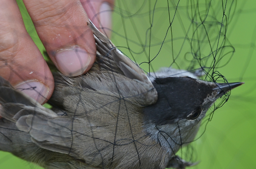 kibris-ingiliz-ussu\nde-kus-yakalamanin-cok-azaldigi-bildirildi
