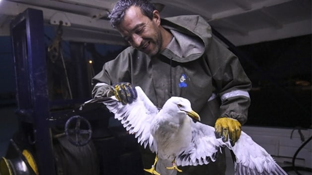 finlandiya\da-halkalanan-marti-kastamonu\da-balikci-teknesine-kondu