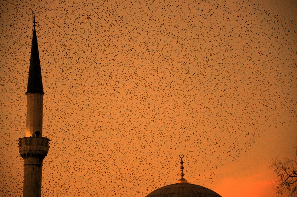 kuslarin-dunyadaki-manyetik-alani-nasil-gorduklerini-anliyoruz-