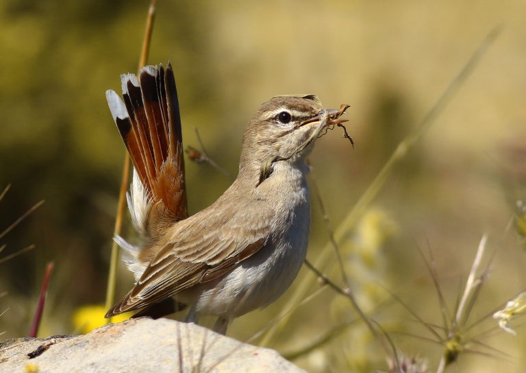 kus-turlerinin-dagilimi-modelleniyor