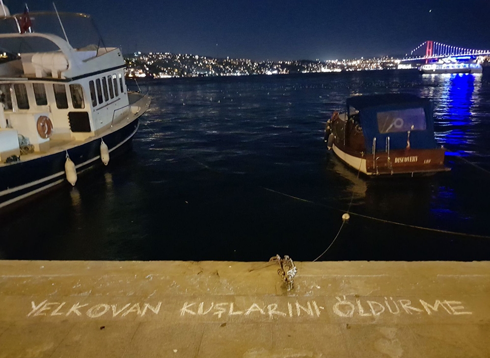 istanbulda-yelkovan-kusu-katliami