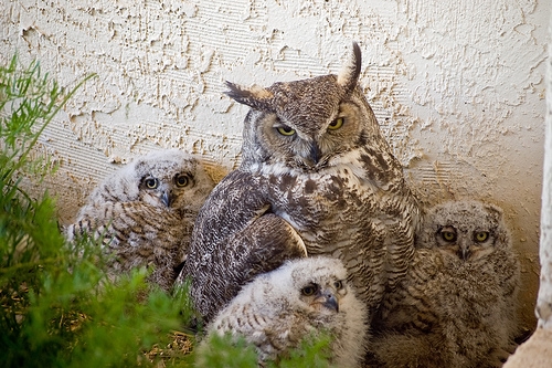 bu-baykus-yavrularinin-iki-anne-ve-bir-babasi-var-