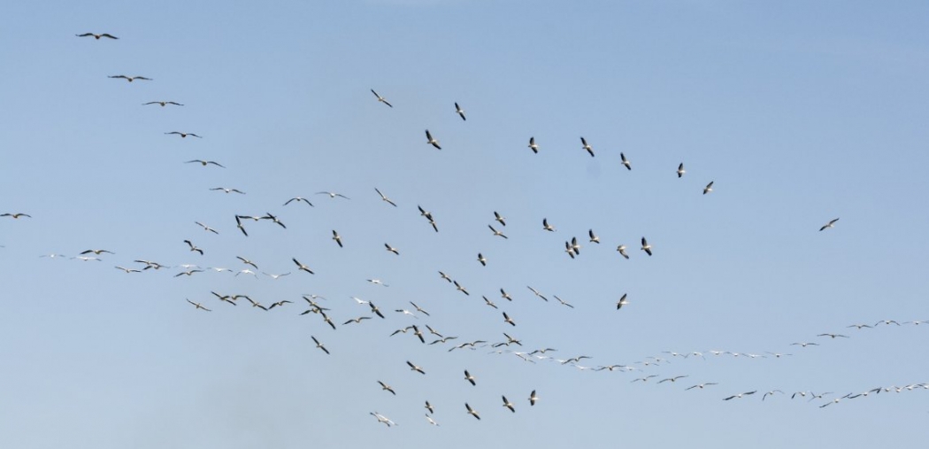 pelikan-sayimi-uluslararasi-basinda