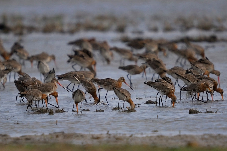 camurculluklari-hollanda-da-yuksekten-ucuyor