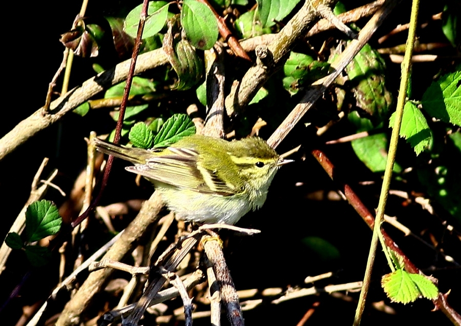 cernek-halkalama-istasyonu
