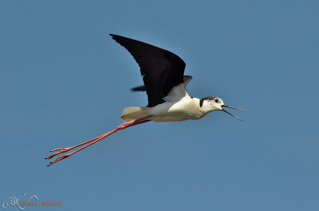 turkiye\nin-catisinda-yaban-hayati