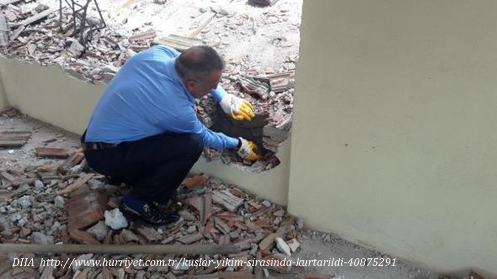 kuslar-yikim-sirasinda-kurtarildi