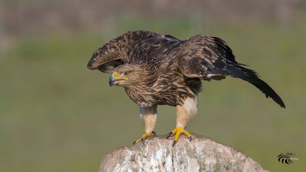 akbaba-gozlem-merkezi-acilisi-