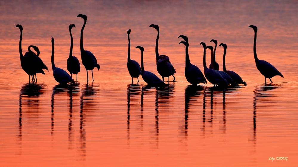 cekim-sirasinda-rahatsiz-olan-flamingolar-yumurtalari-terk-etti