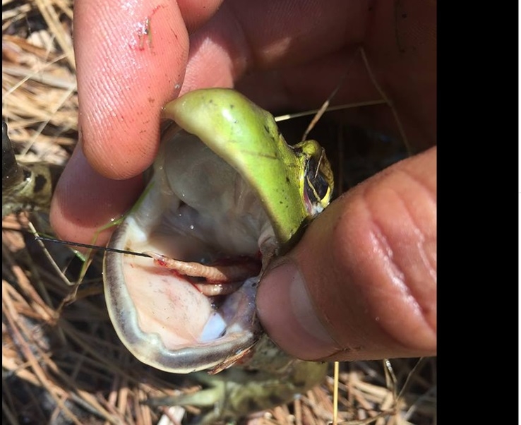 bir-kusun-sinyal-gonderdigi-son-yer-baska-bir-hayvanin-midesi-olursa----