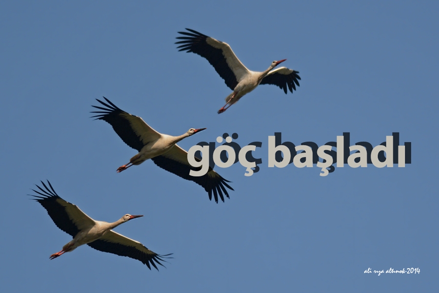 sonbahar-gocu-basladi