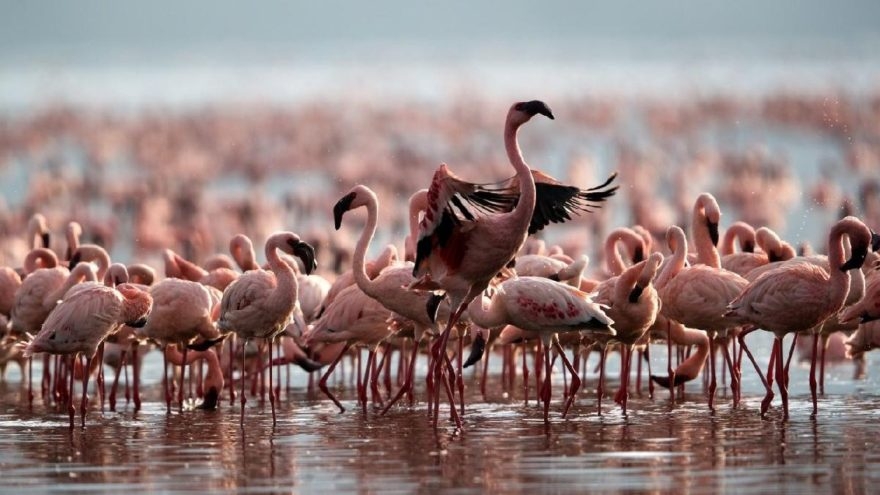 turkiye-kusunu-secti