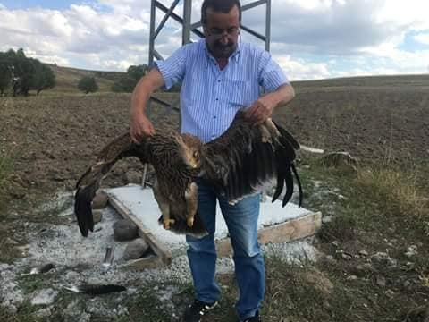 yavru-sah-kartalin-sonu