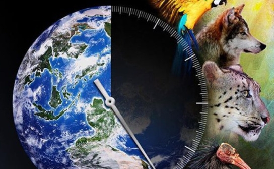 70\i-kumes-tavuklari-ve-ciftlik-kuslari