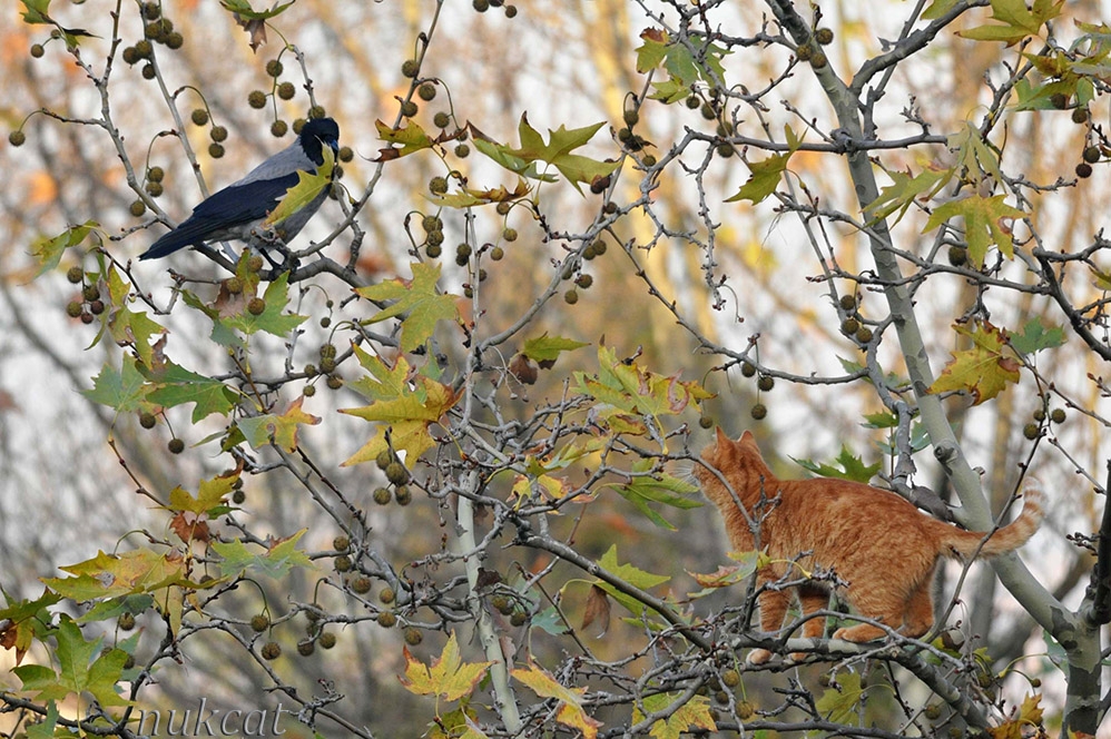 yeni-zelanda\da-yaban-hayatinin-korunmasi-icin-kedi--beslemek-yasaklaniyor