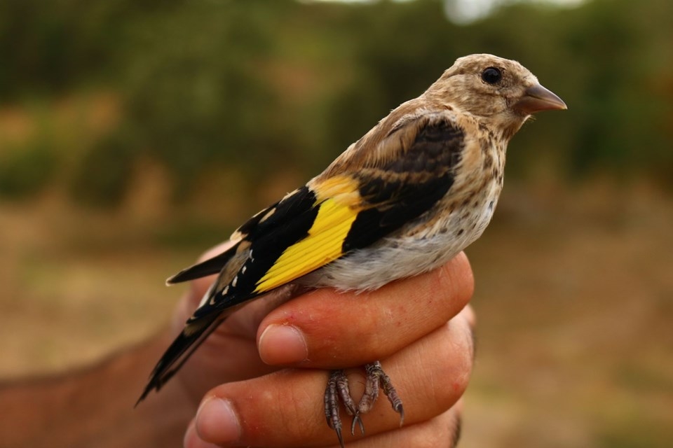 erken-kisin-haberi-kuslardan-geldi