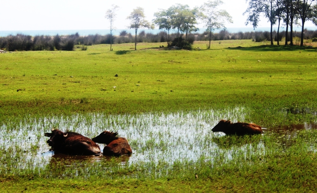 turkiyede-benzeri-gorulmemis-doga-koruma-basarisi