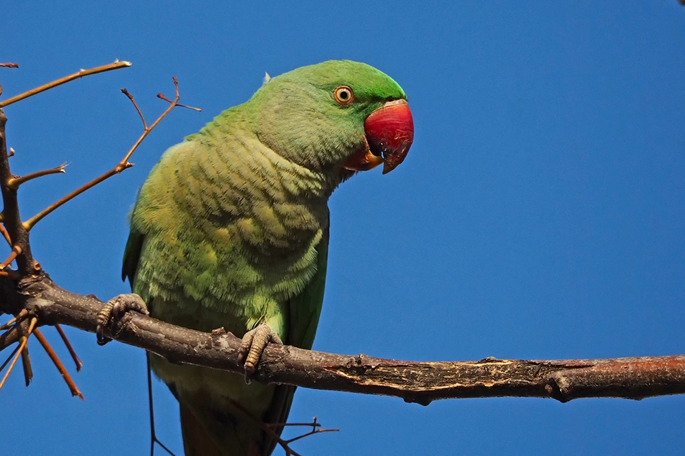 belki-ustumuzden-bir-papagan-gecer