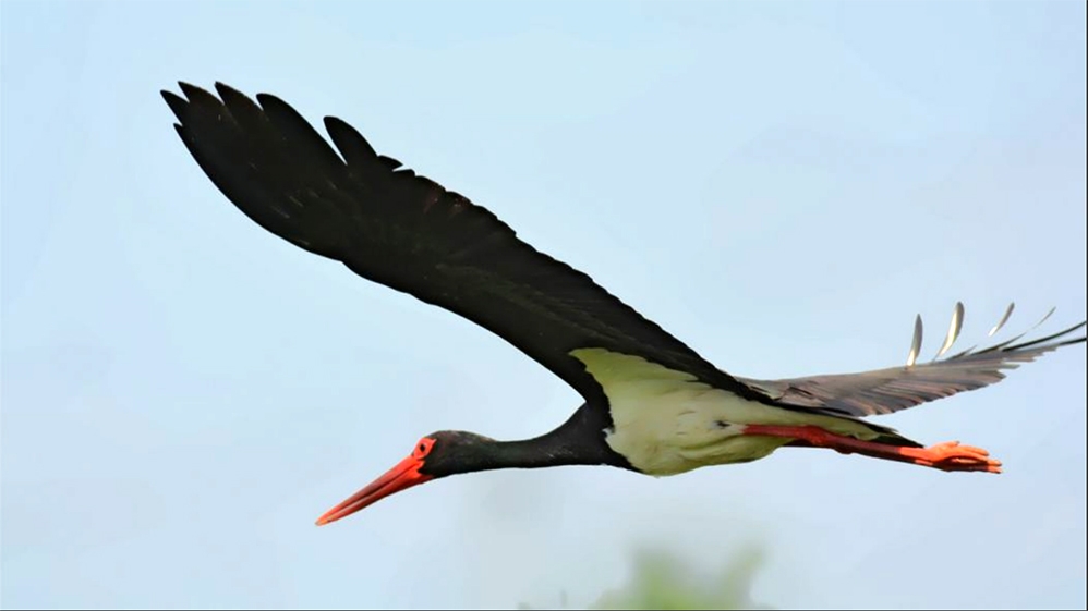 polonya\da-halkalanan-takipteki-kara-leylek-konya\da-telef-oldu
