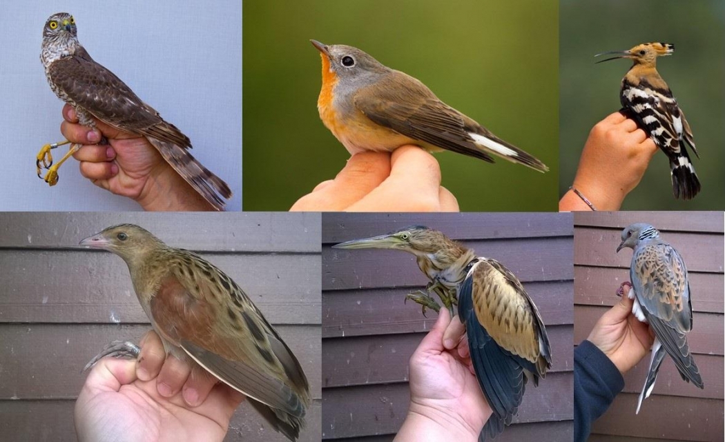 cernek-te-sonbahar-halkalama-calismalari-tamamlandi