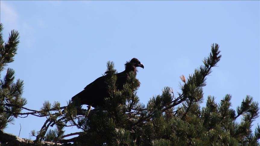 bolu\da-yeni-kara-akbaba-kolonisi-tespit-edildi