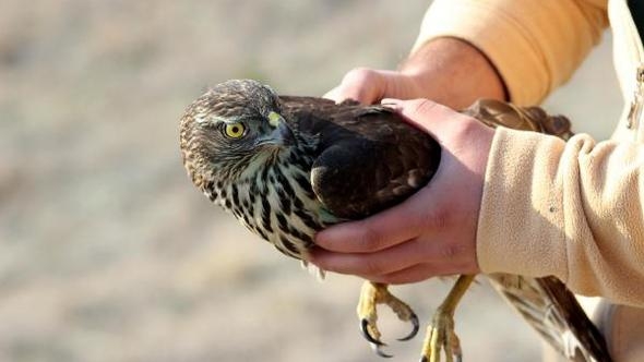 ozgurluge-kanat-cirptilar