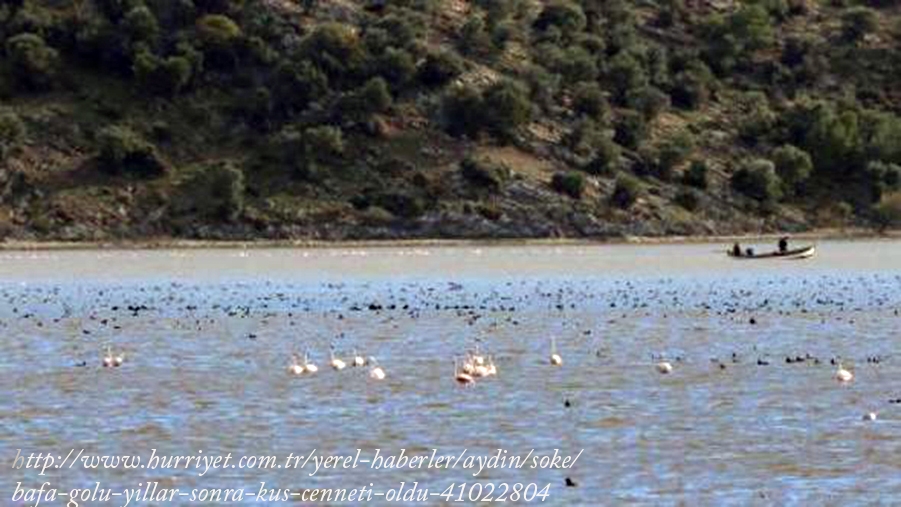 bafa-golu-yillar-sonra-\`kus-cenneti\`-oldu