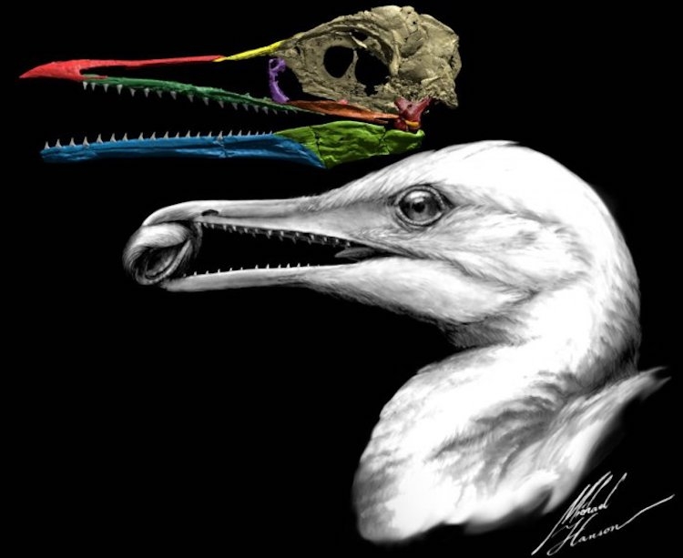 bilim-insanlari-ilk-kus-gagasini-buldu