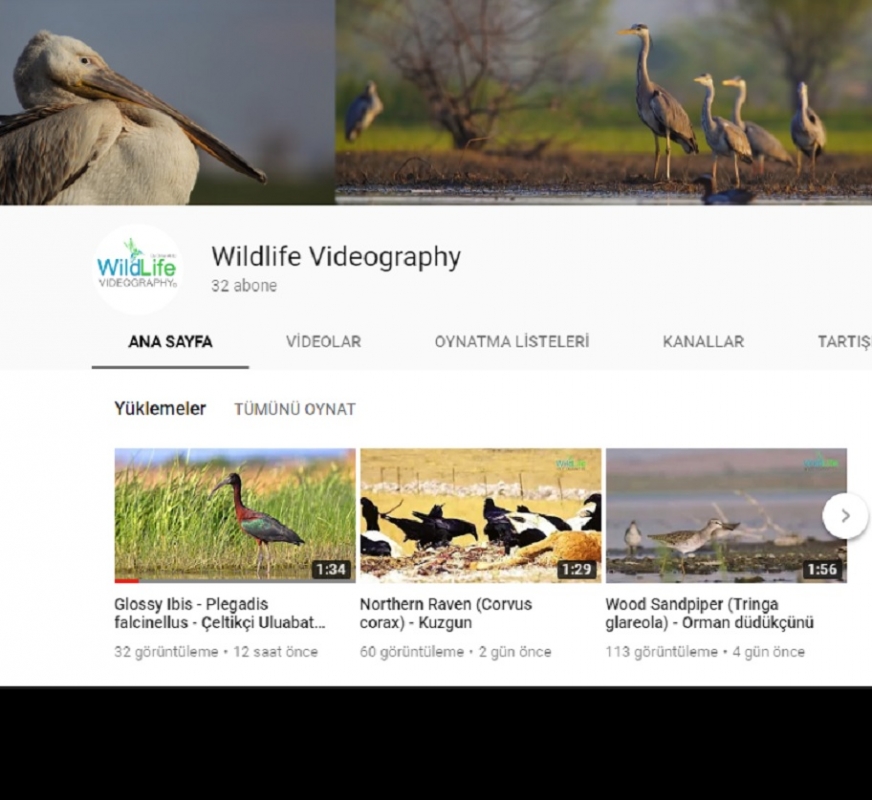 \`wildlife-videography\`-yayinda