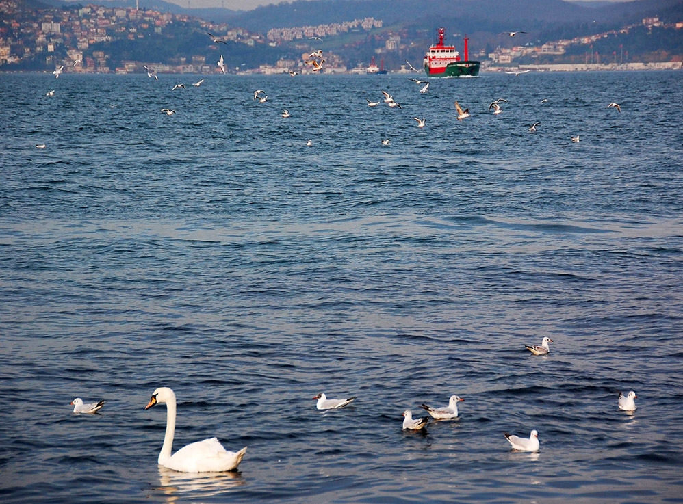 bogaz\in-incileri-geldi