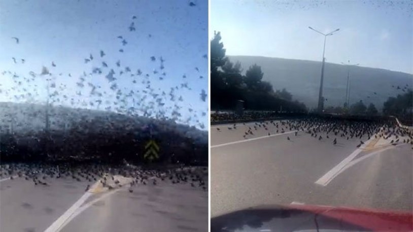 sigircik-surusu-otoyola-indi