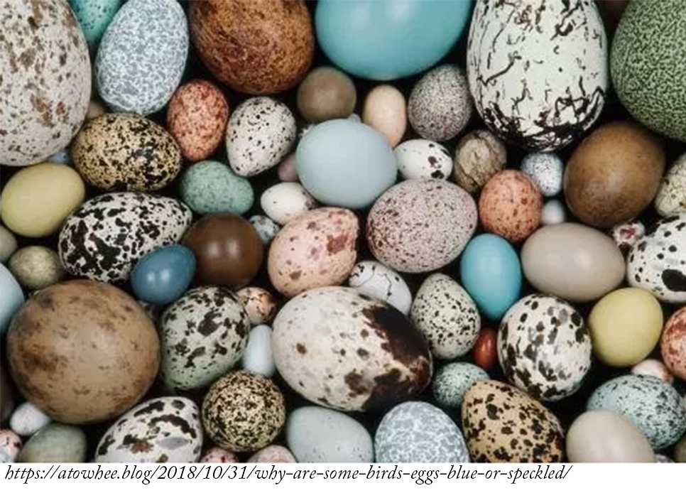 kus-yumurtalarinin-renklerinde-dinozor-etkisi