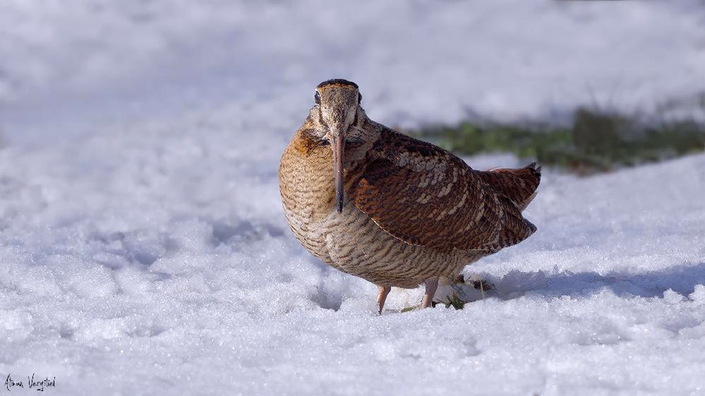 kuzey-ve-orta-amerika\da-noel-kus-sayimi