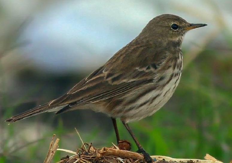 turkiye-icin-yeni-kus-turu