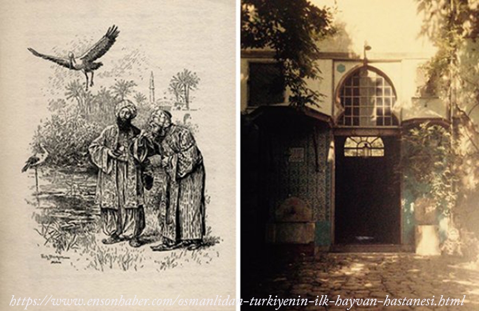 dunyanin-ilk-hayvan-hastanesini-osmanli-acmisti
