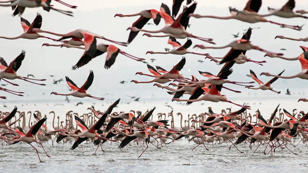 sukuslarini-neden-sayiyoruz