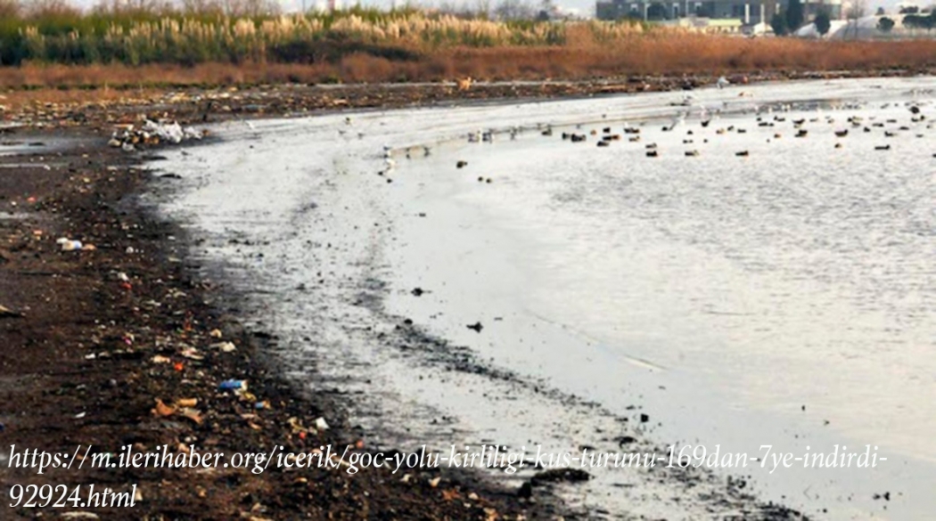 goc-yolu-kirliligi-kus-turunu-169\dan-7\ye-indirdi